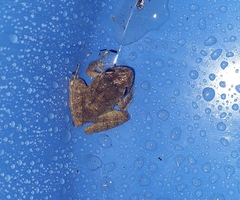 Eleutherodactylus planirostris