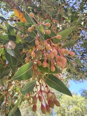 Corymbia ficifolia