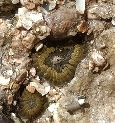 Anthopleura dixoniana