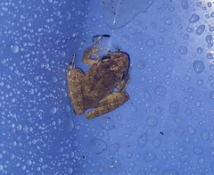 Eleutherodactylus planirostris