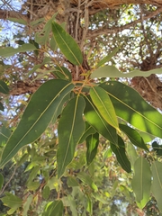 Corymbia ficifolia