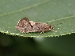 Leistomorpha brontoscopa