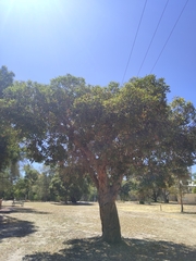 Corymbia ficifolia