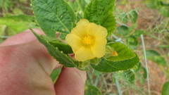 Sida cordifolia