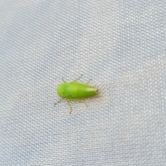 Batracomorphus