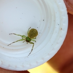 Diaea ambara