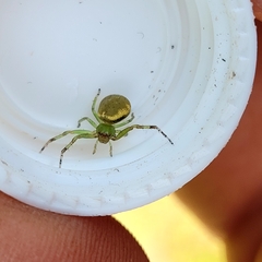 Diaea ambara