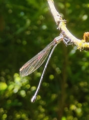 Allocnemis leucosticta