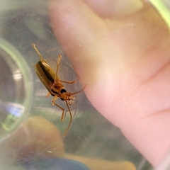 Thelyphassa lineata