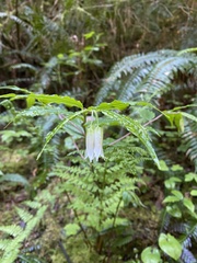 Prosartes smithii