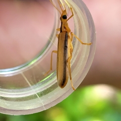Thelyphassa lineata