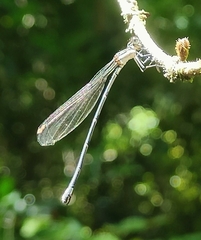 Allocnemis leucosticta