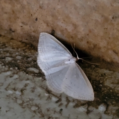 Orthoclydon praefectata