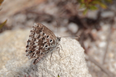 Lepidochrysops robertsoni