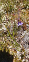 Thelymitra cyanea
