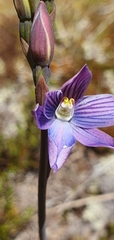 Thelymitra cyanea