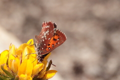 Aloeides thyra thyra