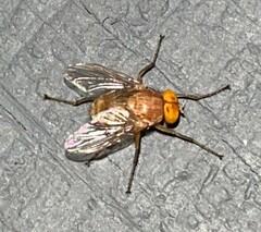 Ormia