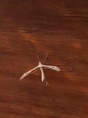 Platyptilia celidotus