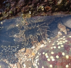 Anthopleura dixoniana