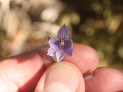 Thelymitra pulchella
