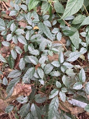 Causonis corniculata