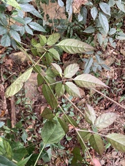 Causonis corniculata