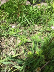Geranium bicknellii