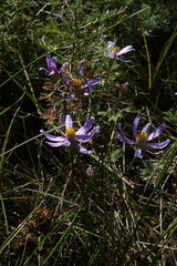 Galatella angustissima