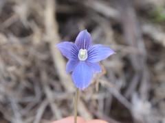 Thelymitra cyanea
