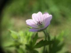 Geranium bicknellii