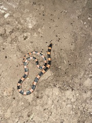 Rhinocheilus lecontei