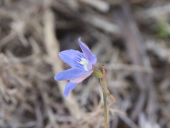 Thelymitra cyanea
