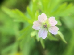 Geranium bicknellii