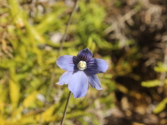 Thelymitra cyanea