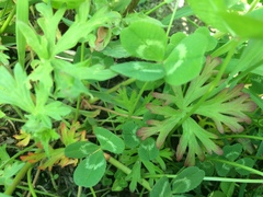 Geranium bicknellii