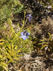 Thelymitra cyanea