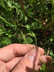 Geranium bicknellii
