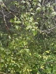 Elaeagnus thunbergii