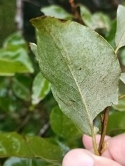 Elaeagnus thunbergii