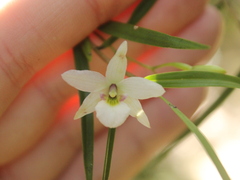 Dendrobium cunninghamii