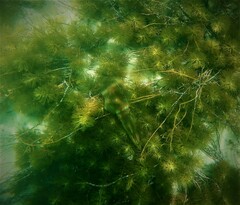 Sepioteuthis australis