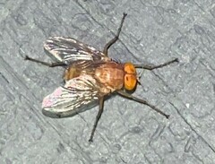 Ormia