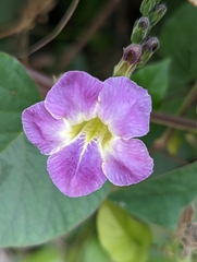 Asystasia gangetica gangetica