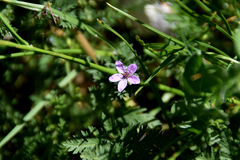 Erodium cicutarium