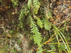 Notogrammitis heterophylla