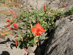 Epilobium canum