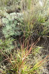 Cleistogenes squarrosa