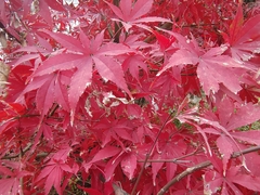 Acer palmatum