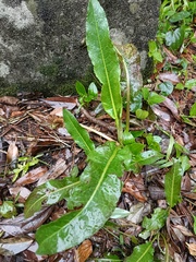 Rumex japonicus